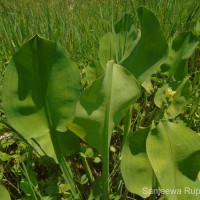 Limnocharis flava (L.) Buchenau